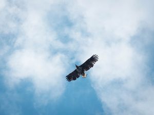 Лофотенские острова, июнь 2018